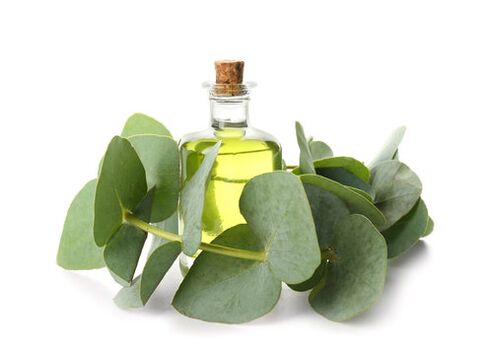 Olio eucalipto come parte della crema Zxcvbnmqwert